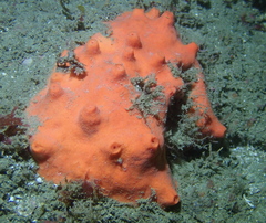 Acarnus erithacus