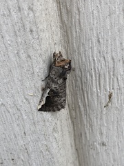 Autographa ampla
