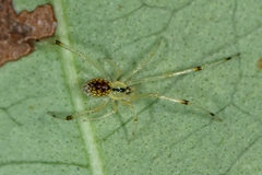 Thwaitesia margaritifera