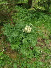 Molopospermum peloponnesiacum