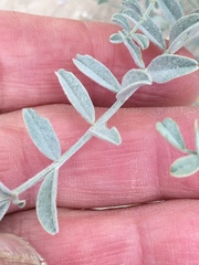 Astragalus lentiginosus borreganus