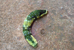 Heraclides androgeus