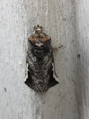Autographa ampla