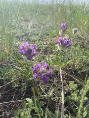 Astragalus laguroides