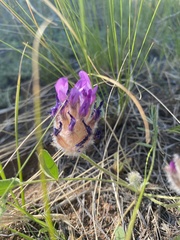 Astragalus laguroides