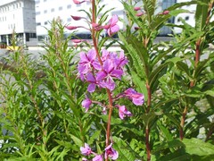 Chamaenerion angustifolium