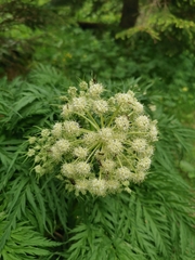 Molopospermum peloponnesiacum