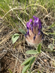 Astragalus laguroides
