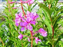 Chamaenerion angustifolium