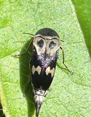 Glipa oculata