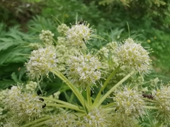 Molopospermum peloponnesiacum