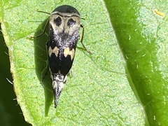 Glipa oculata
