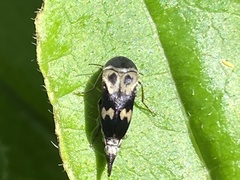 Glipa oculata