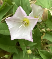 Convolvulus arvensis