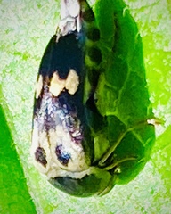 Glipa oculata
