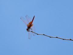 Urothemis signata yiei