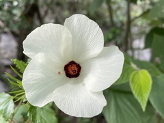 Hibiscus acicularis