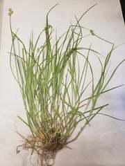 Carex hyalina