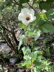 Hibiscus acicularis