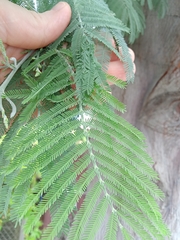 Acacia dealbata
