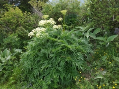 Molopospermum peloponnesiacum