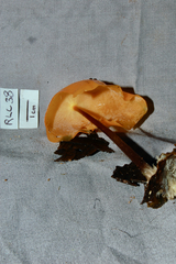 Hymenogloea papyracea