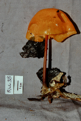 Hymenogloea papyracea