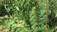 Ailanthus altissima