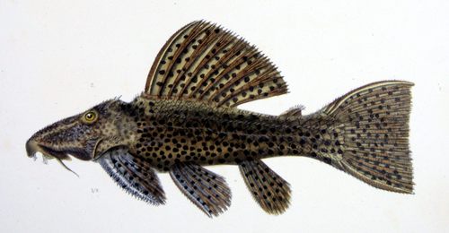 Cactus Pleco (L024)