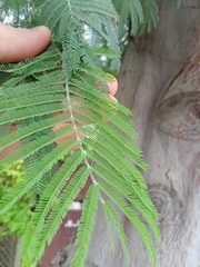 Acacia dealbata