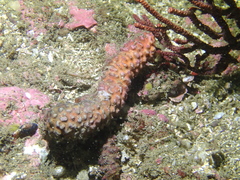 Antropora tincta