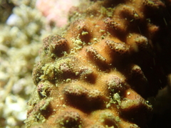 Antropora tincta