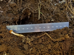 Ophiocordycipitaceae