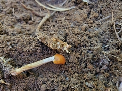 Ophiocordycipitaceae