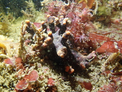 Antropora tincta