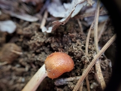 Ophiocordycipitaceae