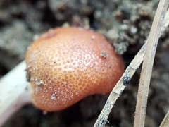 Ophiocordycipitaceae