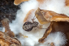 Ptenothrix renateae