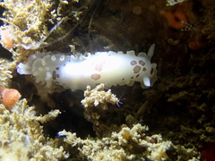 Dendrodoris nigromaculata