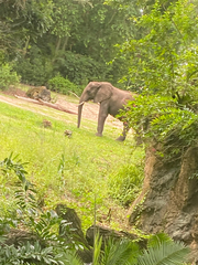 Elephantidae