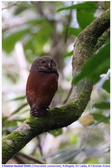 Glaucidium castanotum