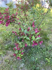 Weigela floribunda