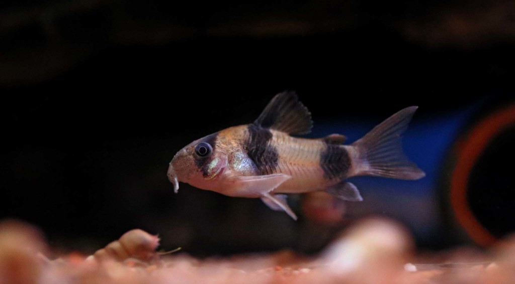 Cory de Weitzman / Cory à deux selles (Corydoras weitzmani)