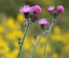 Carduus litigiosus