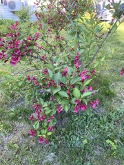 Weigela floribunda