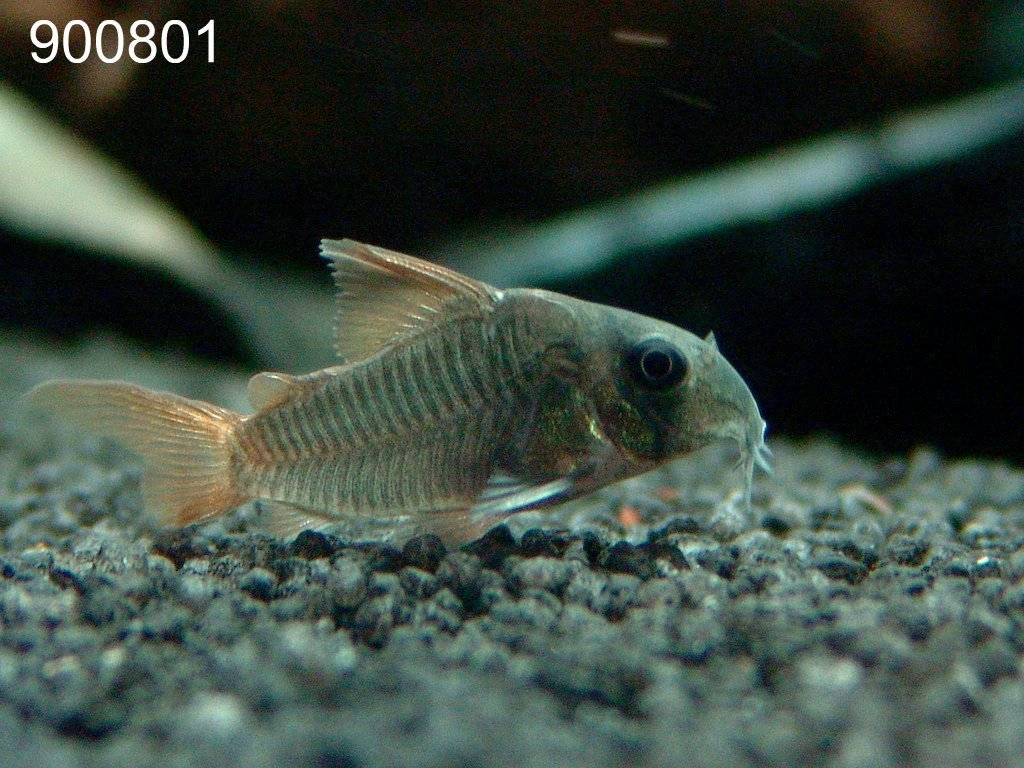 Cory unicolore (Slate Cory) (Corydoras concolor)