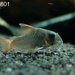 Corydoras concolor - Photo (c) bleoster, some rights reserved (CC BY-NC-SA)