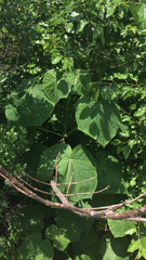 Paulownia tomentosa
