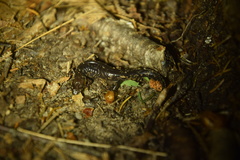 Desmognathus imitator