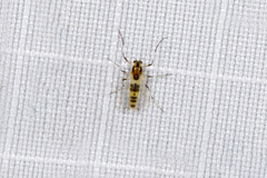 Cricotopus sylvestris